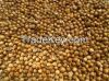 Organic dried coriander / coriander seeds /coriander extract