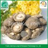 Chinese dried shiitake mushrooms black forest mushroom