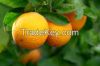 Fresh Citrus Fruit