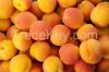 Fresh Apricots