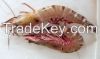 Fresh/ Frozen Tiger Prawns