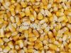 Yellow Corn