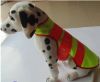 Led flashing dog clothes