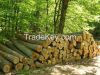 European Beech Logs A/B saw grade