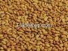 Alfalfa Seeds, Medicago sativa or Lucerne