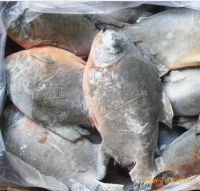 Frozen Red Pomfret/Red Pacu For Sale