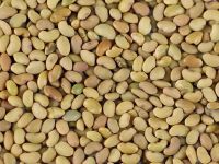 Alfalfa seeds Lucerne seeds