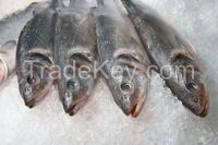 Frozen Mackerel Fish(Jack/Horse/Pacific/Atlantic )