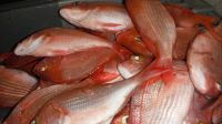 red porgy fish for sale