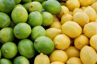 fresh lemons for sale