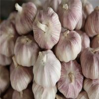 Garlic in packages of mesh bags