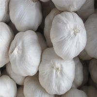Pure white garlic in small package
