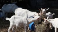 White Swiss Saanen Goats for sale