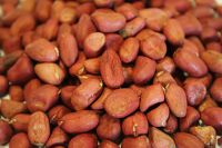 High Quality Peanuts, Ground Nut