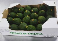 Avocado
