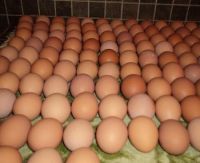Fresh Table Eggs White / Fresh Table Eggs Brown 40g-50g-60g-65g-70g