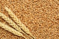 High quality Barley feed/human consumption