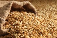 High Quality Barley Seeds For Animal Feed