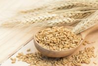 Organic Natural Barley Kernels/Barley Grain Prices