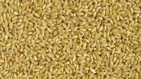 high quality gluten 22 Durum wheat