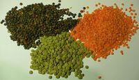 Red, Green Whole and Split Lentils