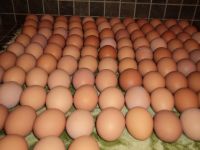 Fresh Table And Fertile Eggs