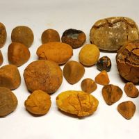 Whole Cow/Ox Gallstones