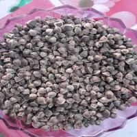 Optimum Quality Natural Moringa Seeds from Reliable Exporter