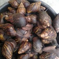 Giant African Snails