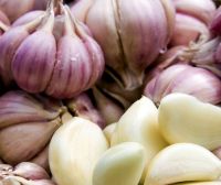 Fresh White Garlic Purple Garlic