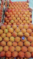 fresh Apricots for sale