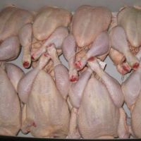 Frozen whole chicken and chicken parts for sale
