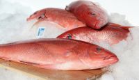Best selling price for FROZEN/FRESH REEF COD