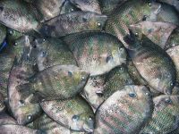 Pearl Spot Fish Aquatic Products Ocean Foods Seabass