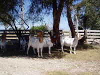 South African Boer Goat and sheep suppliers