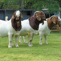Full Blood Boer Goats For Sale/farm goats/saanen