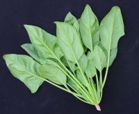 Sell frozen spinach leaf
