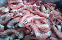 Shrimp