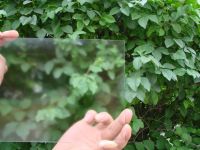 Anti Glare glass for art gallery / AG glass