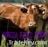 Sell Field Fence
