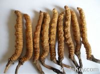 Sell Sex herbal product raw material , worm grass. CC-002