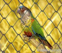 bird cage wire mesh