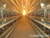Sell poultry equipment for layer (H type)