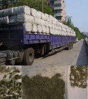 Sell high quality green oregano leaves