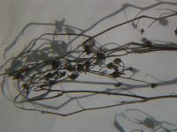 Sell Drosera rotundifolia L.