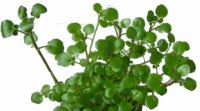 Sell watercress