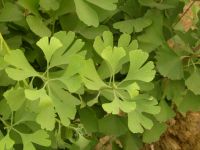 Sell Foliage Ginkgo Biloba