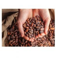 100% Natural Raw Cocoa Beans, Dried Cacao Beans