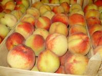 Fresh Pomegranates, Peaches, Avocado, Mango, Apples, Watermelon, Papaya, Pears Exporters Fresh fruits