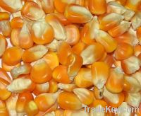 Sell Rich Quality Yellow Corn.